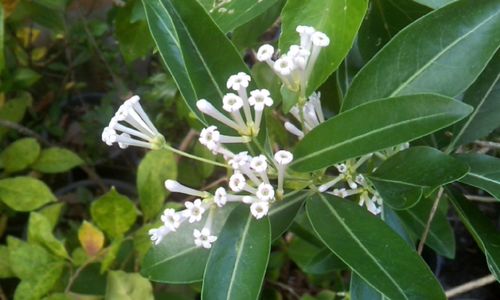 Close-up of white flowers