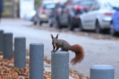 Close-up of squirrel