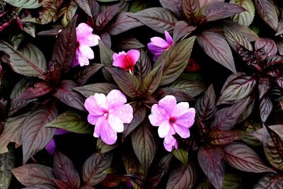 Close-up of pink flowering plant