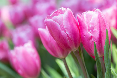 Close-up of pink tulip