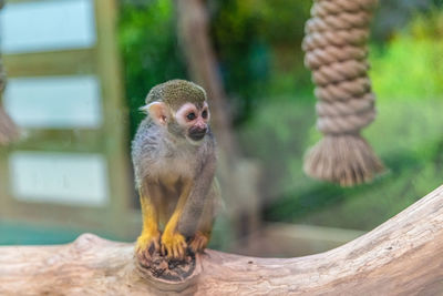 Close-up of monkey on tree