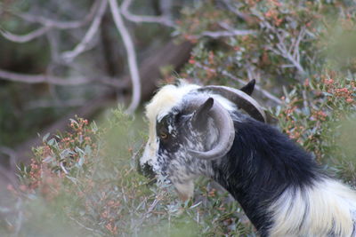 Close-up of a goat on field