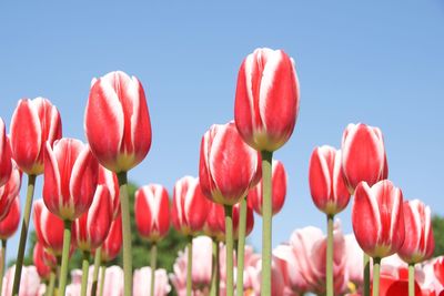 Low angle view of pink tulips blooming in park during springtime