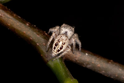 Close-up of insect on leaf against black background