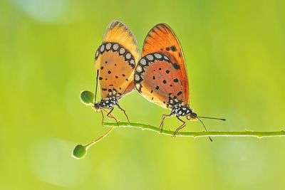 Butterflies mating on plant
