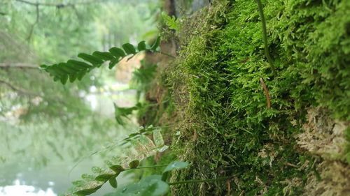 Close-up of green leaves on plant