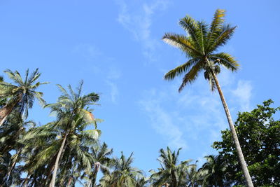 Low angle view of palm trees against sky