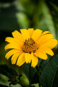 Close-up of yellow flower