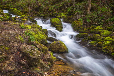 Stream flowing through rocks in forest