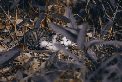 Cat in a field