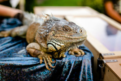 Close-up of a lizard