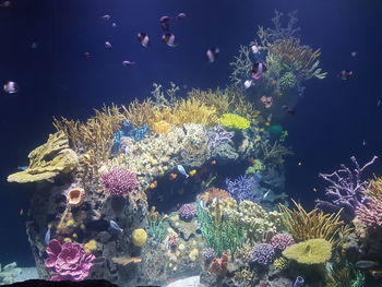 Close-up of coral swimming in aquarium