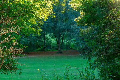 Scenic view of forest