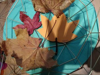 High angle view of maple leaves on plant