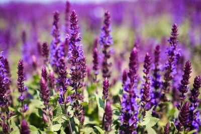 Close-up of purple flowering plants on field