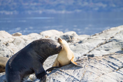 View of an animal on rock