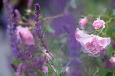 Close-up of pink flowers blooming outdoors