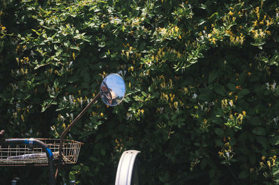 Mirror attached with container against plants