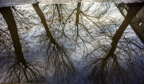 Low angle view of silhouette bare trees against sky