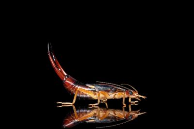 Close-up of an insect over black background