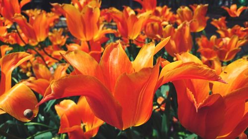 Close-up of orange flowers blooming outdoors