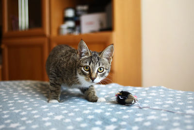 Portrait of a cat on bed at home