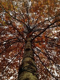 Low angle view of tree against sky