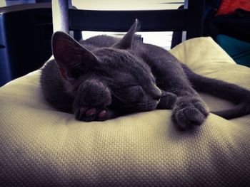 Dog sleeping on sofa