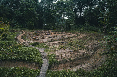 High angle view of trees in forest on field of permaculture farm in costa rica