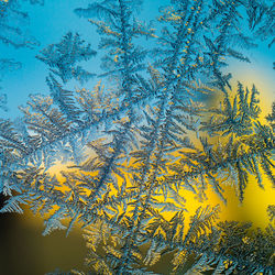 Close-up of snowflakes on glass window