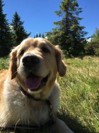 Close-up of golden retriever on grass