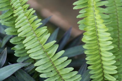 Close-up of succulent plant leaves