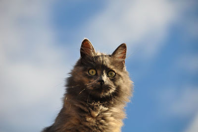 Close-up portrait of a cat