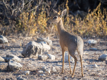 Small dik-dik antelope standing in arid landscape of etosha national park, namibia, africa