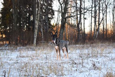 Dog on field during winter