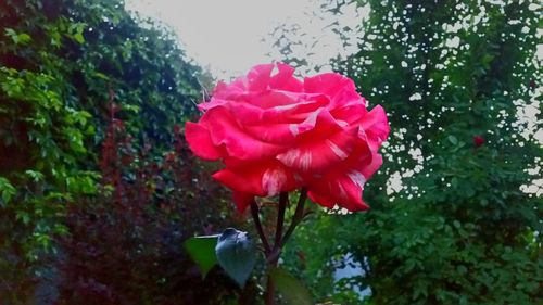 Close-up of red rose