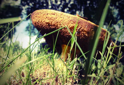 Close-up of mushroom growing on field