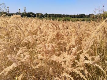 Crops growing on field against sky