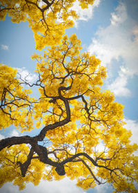 Low angle view of autumnal tree against sky