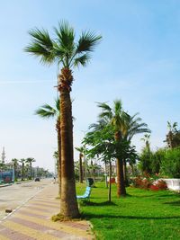 Palm trees in park against sky
