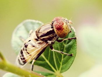 Close-up of butterfly on leaf