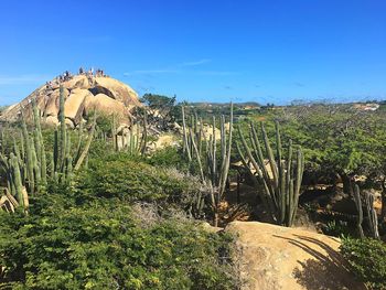 Plants growing on rocks against clear blue sky