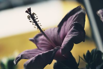 Close-up of purple flowering plant