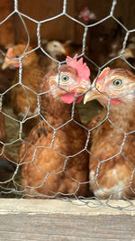 Close-up of birds in cage