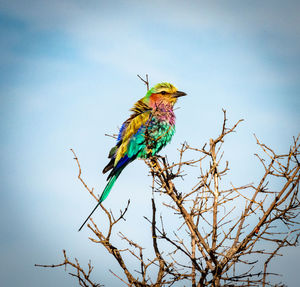 Low angle view of bird perching on tree