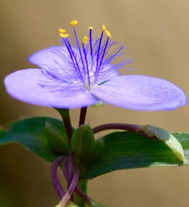 CLOSE-UP OF PURPLE FLOWERS BLOOMING