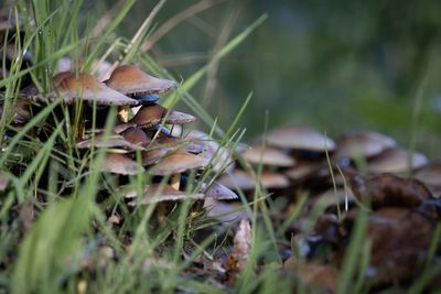 Close-up of mushroom growing on field