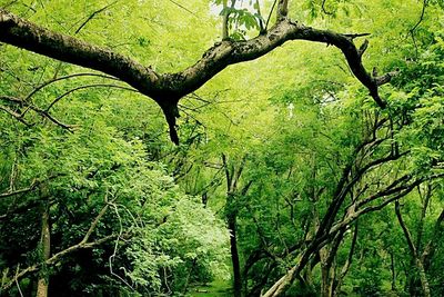 Trees in forest