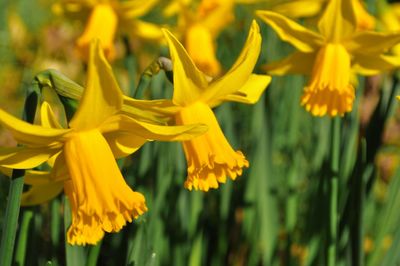 Close-up of daffodils blooming outdoors