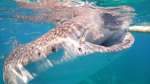 Fish swimming in sea